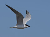 Gull-billed tern (Gelochelidon nilotica)