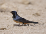 Barn swallow (Hirundo rustica)