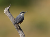 Rock Nuthatch (Sitta neumayer)