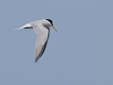 Little Tern (Sternula albifrons)