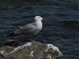 Audouin's gull (Ichthyaetus audouinii)