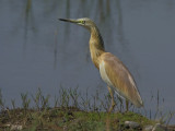 Squacco Heron (Ardeola ralloides)
