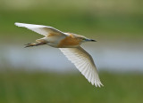 Squacco Heron (Ardeola ralloides)