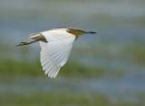 Squacco Heron (Ardeola ralloides)