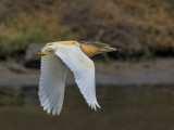 Squacco Heron (Ardeola ralloides)