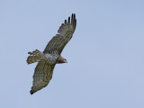 Short-toed Eagle (Circaetus gallicus)