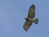 Short-toed Eagle (Circaetus gallicus)