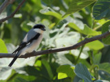Lesser Grey shrike (Lanius minor)
