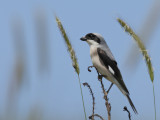 Lesser Grey shrike (Lanius minor)