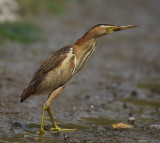 Little Bittern (Ixobrychus minutus)