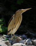 Little Bittern (Ixobrychus minutus)
