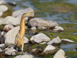 Little Bittern (Ixobrychus minutus)