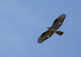 European honey buzzard (Pernis apivorus)
