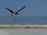 Black Stork (Ciconia nigra)