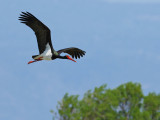 Black Stork (Ciconia nigra)