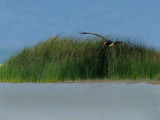 Black Stork (Ciconia nigra)