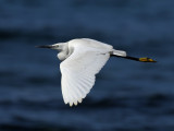 Little Egret (Egreta garzetta)