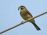 Cirl Bunting ( Emberiza cirlus)