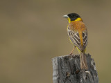 Black-headed Bunting (Emberiza melanocephala)
