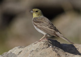 Cinereous Bunting (Emberiza cineracea)