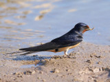 Barn Swallow (Hirundo rustica)