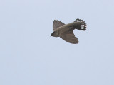 Crag Martin (Ptyonoprogne rupestris)