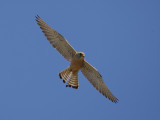 Lesser Kestrel (Falco naumanni)