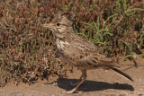 Crested Lark (Galerida cristata)