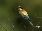 European Bee-eater (Merops apiaster) 