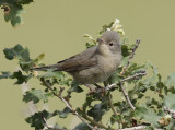 Eastern Subalpine Warbler (Sylvia cantillans ssp. albistriata)