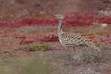 Canarian Houbara Bustard (Chlamydotis undulata fuertaventurae)