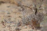 Berthelot's pipit (Anthus berthelotii)