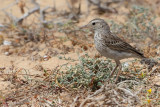 Berthelot's pipit (Anthus berthelotii)
