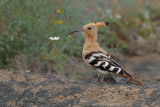 Hoopoe (Upupa epops)
