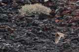 Canarian Kestrel ( Falco tinnunculus dacotiae)