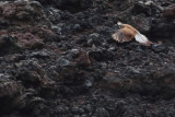 Canarian Kestrel ( Falco tinnunculus dacotiae)