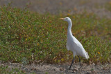 Cattle Egret (Bubulcus ibis)