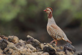 Barbary partridge (Alectoris barbara)
