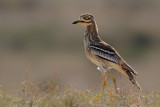 Eurasian Stone-Curlew (Burhinus oedicnemus ssp. insularum)