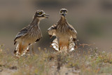 Eurasian Stone-Curlew (Burhinus oedicnemus ssp. insularum)