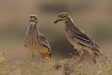 Eurasian Stone-Curlew (Burhinus oedicnemus ssp. insularum)