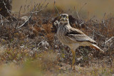 Eurasian Stone-Curlew (Burhinus oedicnemus ssp. insularum)
