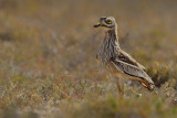 Eurasian Stone-Curlew (Burhinus oedicnemus ssp. insularum)