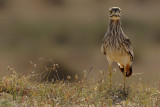 Eurasian Stone-Curlew (Burhinus oedicnemus ssp. insularum)