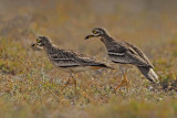 Eurasian Stone-Curlew (Burhinus oedicnemus ssp. insularum)