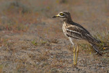 Eurasian Stone-Curlew (Burhinus oedicnemus ssp. insularum)