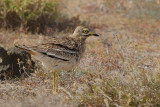 Eurasian Stone-Curlew (Burhinus oedicnemus ssp. insularum)