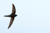 Plain Swift (Apus unicolor)