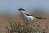Great Grey Shrike (Lanius excubitor ssp.koenigi)