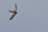 Plain Swift (Apus unicolor)
